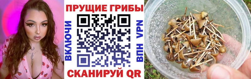 Галлюциногенные грибы Psilocybine cubensis  Краснотурьинск 