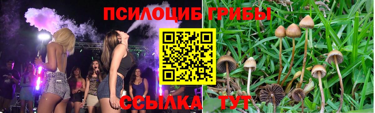 Псилоцибиновые грибы Cubensis Краснотурьинск